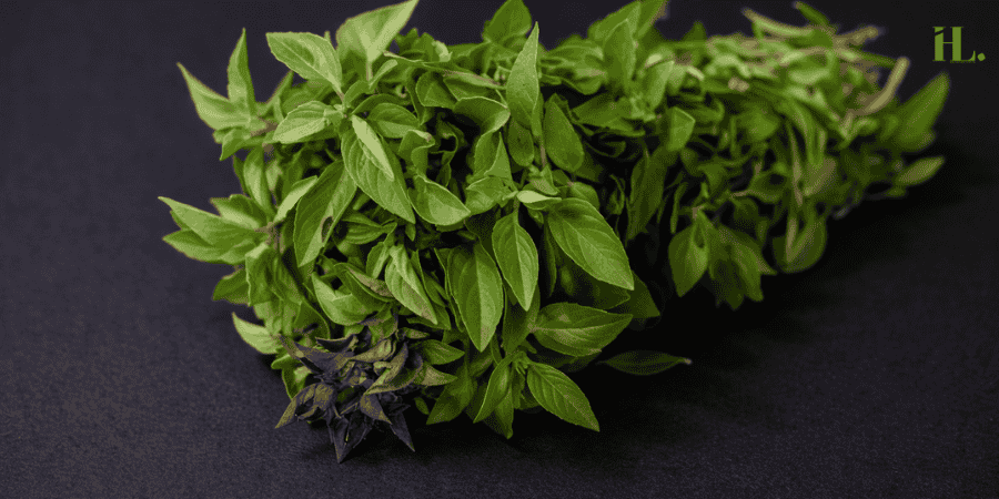 Holy Basil